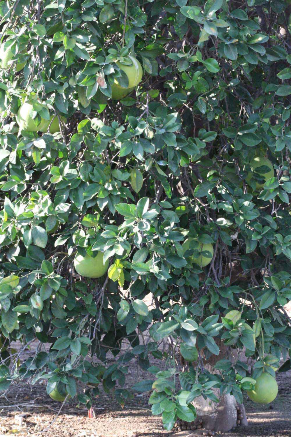            Habit (Riverside, CA)   